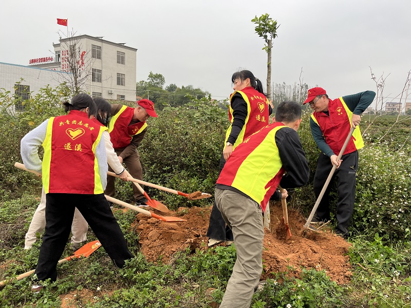 圖6：樂民中學(xué)老師在調(diào)神村植樹點植樹.jpg